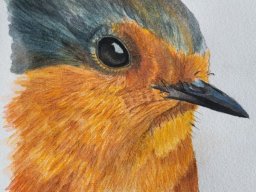 Animal and bird paintings